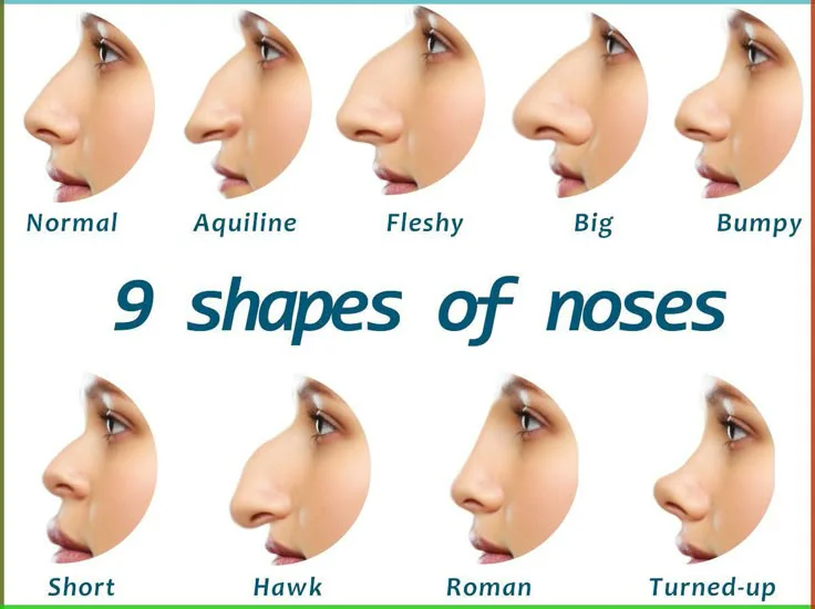 shape of noses